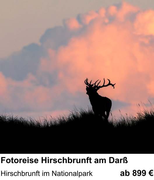 Dynamischer Foto-Workshop – Fotoreise Hirschbrunft am Darß und Hirschbrunft im Nationalpark