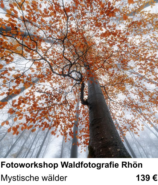Dynamischer Foto-Workshop – Fotoworkshop Waldfotografie Rhön und Mystische wälder