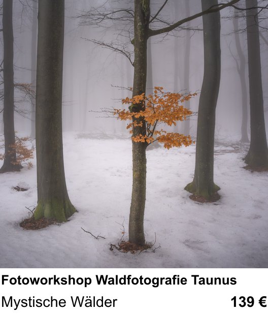 Dynamischer Foto-Workshop – Fotoworkshop Waldfotografie Taunus und Mystische Wälder