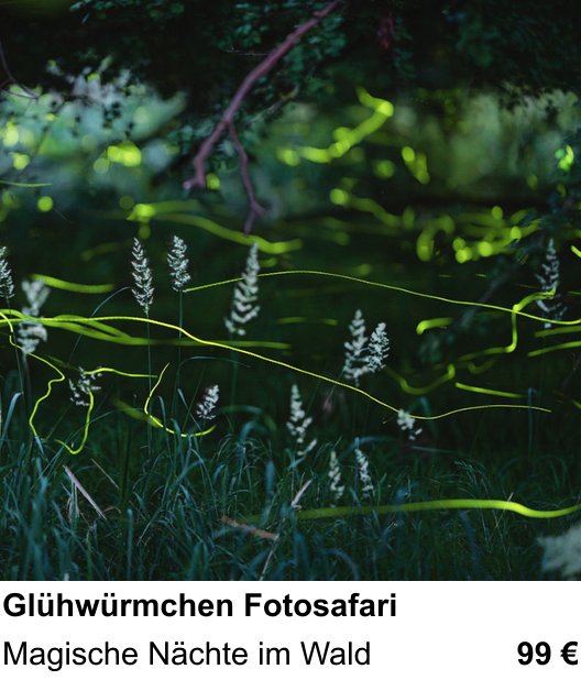 Dynamischer Foto-Workshop – Glühwürmchen Fotosafari und Magische Nächte im Wald