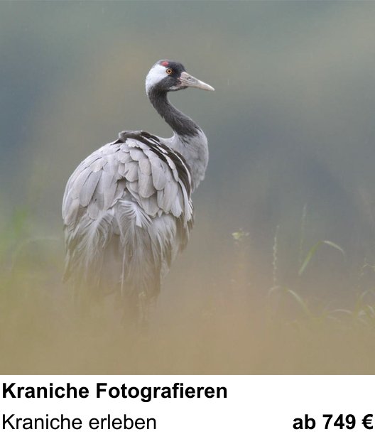 Dynamischer Foto-Workshop – Kraniche Fotografieren und Kraniche erleben