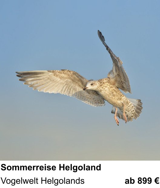 Dynamischer Foto-Workshop – Sommerreise Helgoland und Vogelwelt Helgolands