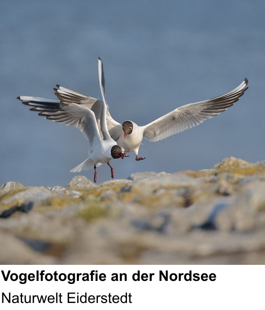 Dynamischer Foto-Workshop – Vogelfotografie an der Nordsee und Naturwelt Eiderstedt