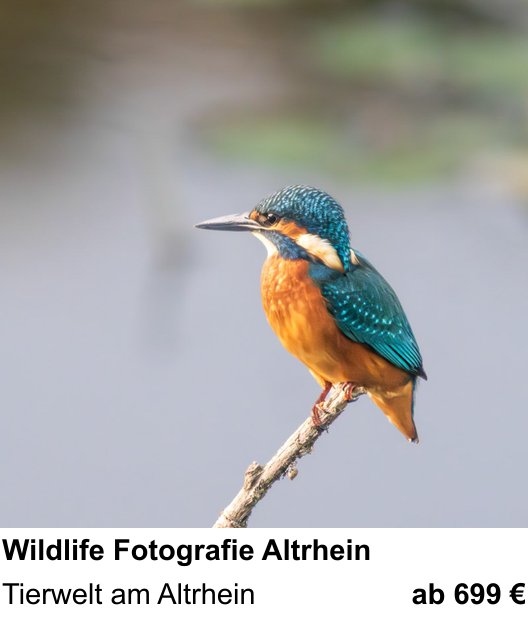 Dynamischer Foto-Workshop – Wildlife Fotografie Altrhein und Tierwelt am Altrhein