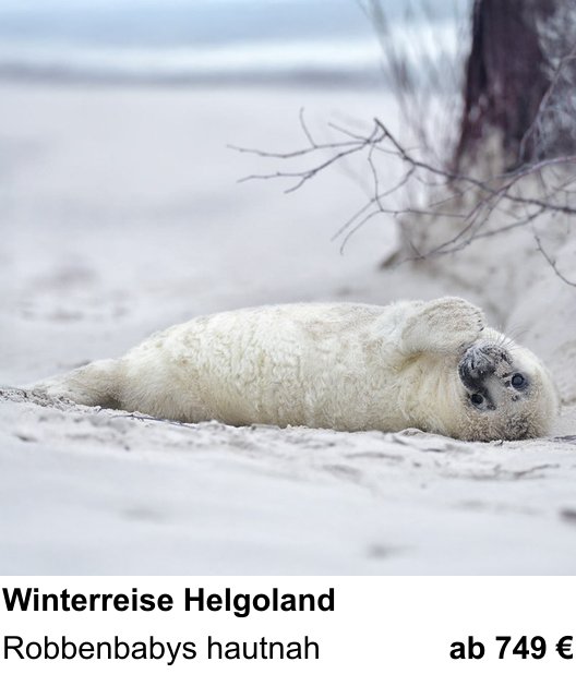 Dynamischer Foto-Workshop – Robbenbabys im Helgoländer Winter und Robbenbabys hautnah