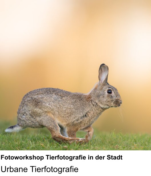 Mit der Kamera in Leipzig: Fotoworkshop Tierfotografie in der Stadt Schritt für Schritt