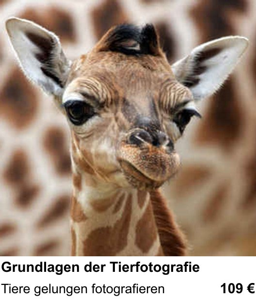 Mit der Kamera in Leipzig: Grundlagen der Tierfotografie Schritt für Schritt
