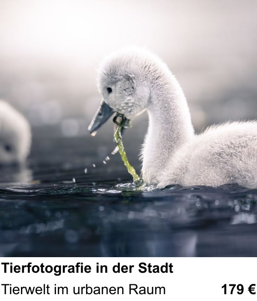 Mit der Kamera in Leipzig: Tierfotografie in der Stadt Schritt für Schritt