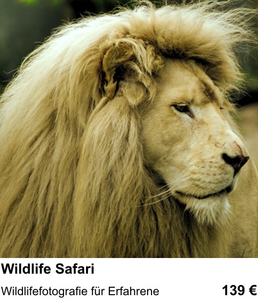 Mit der Kamera in Leipzig: Wildlife Safari Schritt für Schritt